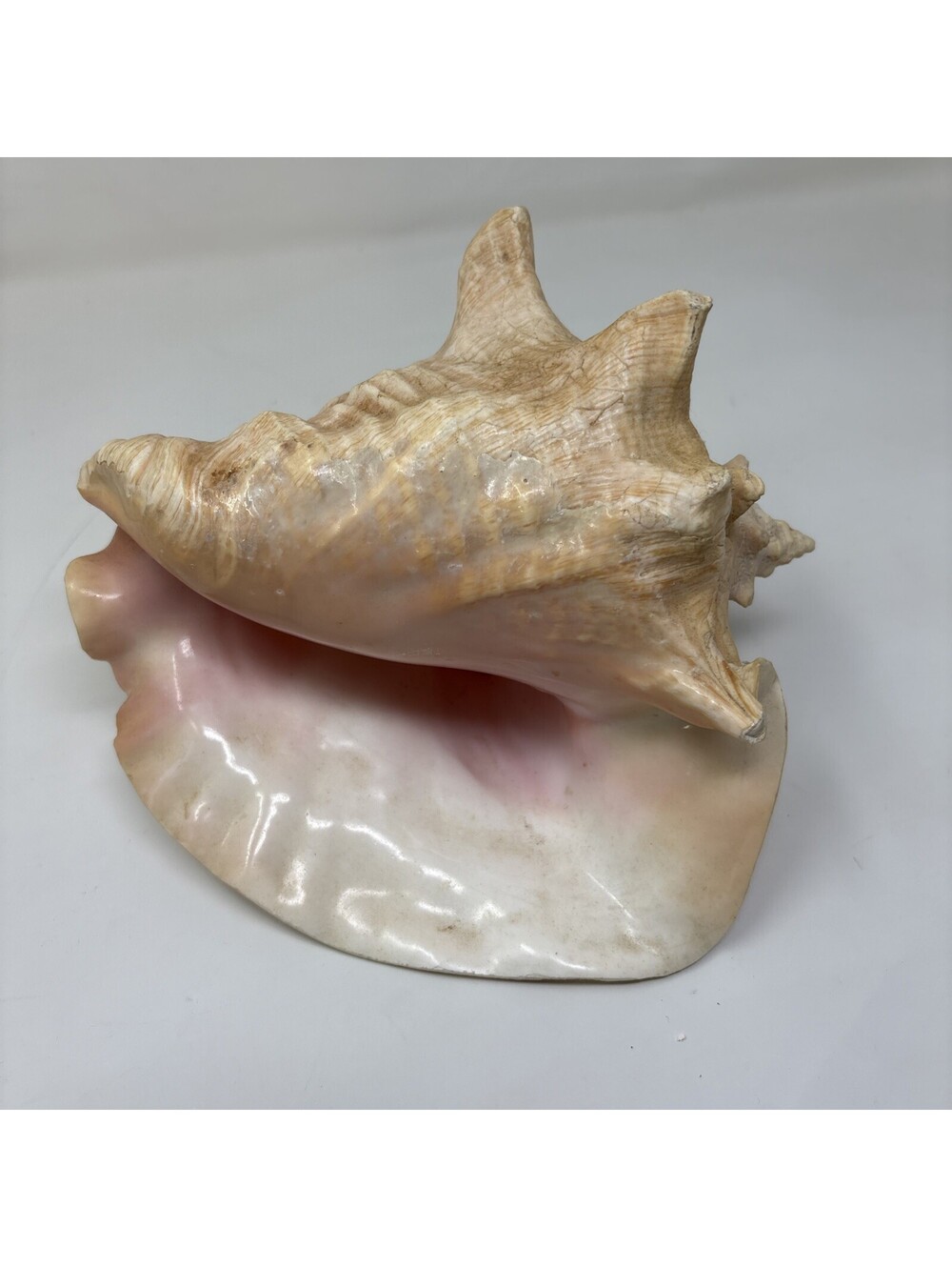 Large Pink & Tan Conch Sea Shell, Striped Pattern Faux Conch Shell - Picture 4 of 5